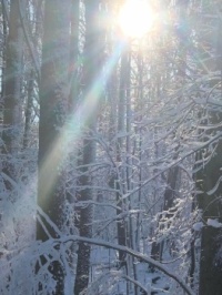 Winter Sunlight