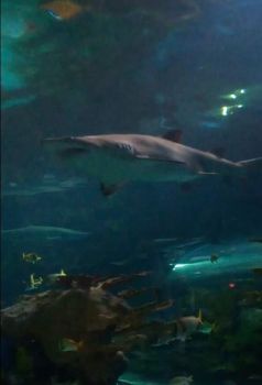 Nurse Shark in Ripley's Aquarium of the Smokies