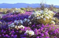 The Anza Borrego Desert St Pk CA