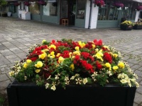 flowers in Enniskillen