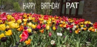 Happy Birthday, Pat.  (pkin38)