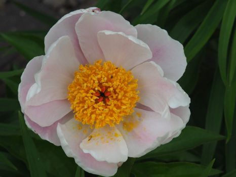Old Fasioned Peony
