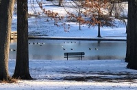 Ducks on Morning Maneuvers (large)