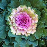 Ornamental cabbage
