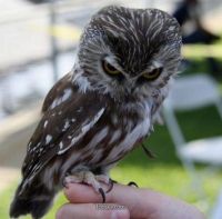 owl