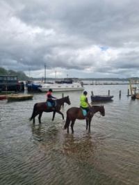 Horses in the River Orwell at Pinn Mill