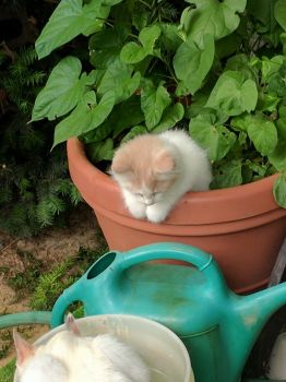 Watchful Kitten