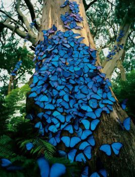 Blue Butterflies- Lovely