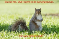 Squirrel and Peanuts