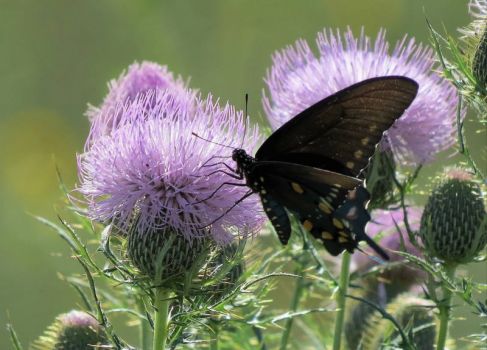 Butterfly on Thistle