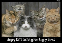 Going to be No more Angry Birds