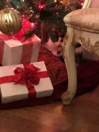 Chloe is in her favorite spot at Christmas.  Do you see her?