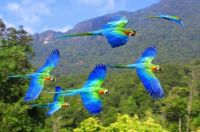 macaws in flight