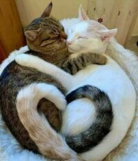 Two Cats Cuddling wit their Tails in a Heart-Shape.  :)