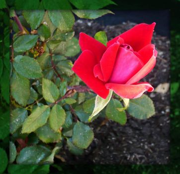 Beautiful red rose . . . . .