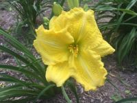 New Daylily 2