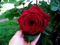 oklahoma rose 