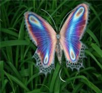 ButterflyInGrass