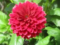 Dalha in Butchart Gardens BC