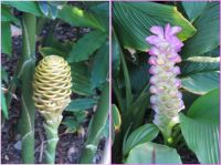 Ornamental white Beehive Ginger and pink ginger ...