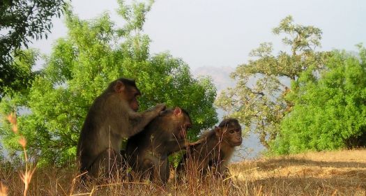 Exemplary teamwork - Three apes at work -  India -  Simon