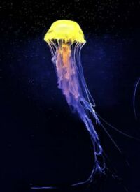 ANOTHER COLOURFUL JELLYFISH - 4 OF 4