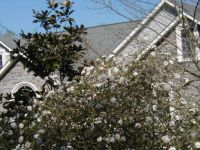 Early Spring Flowers 1