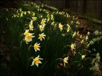 Woodland Daffodils