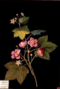 Ruby’s odoratus, c. 1775. Mary Delaney