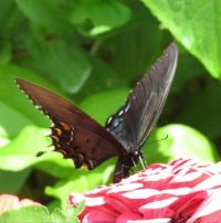 Black swallowtail on zinnia