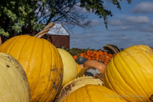 Solve Pumpkins Jigsaw Puzzle Online With 600 Pieces