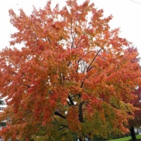 Fall 8