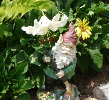 Gnome with White Lily  July 2011