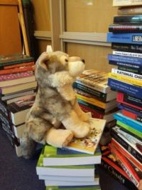 Virginia (the) Woolf, the Lee Library mascot, checking new books