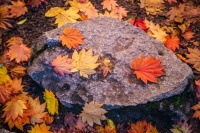 FALL IN OREGON