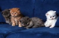 4 jonge kittens