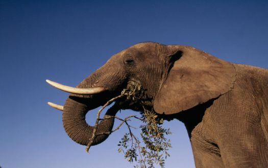 World Most Dangerous Animals -  African Elephant