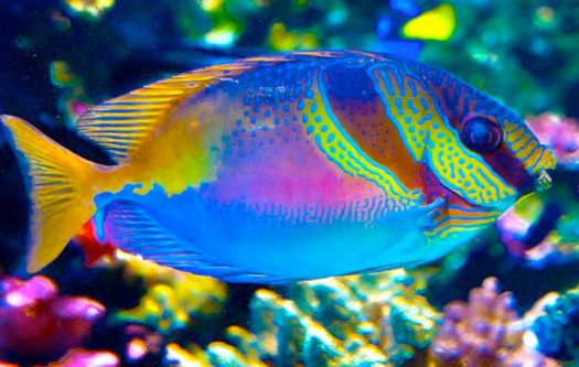 Beautiful saltwater fish