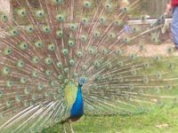 for the one who loves peacocks