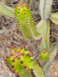 Cactus on Gran Canaria