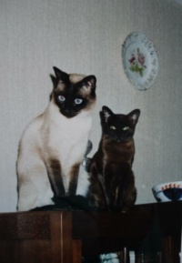 Shira en Marron, my cats long ago.