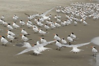 More royal terns arriving to join the weird gang on the beach