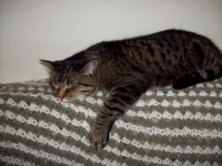 One Contented Cat!