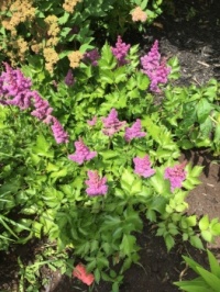 Astilbe