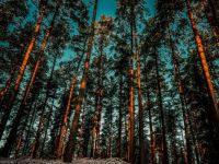 forest_trees_shadow_