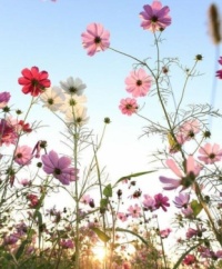 "Flowery Morning"