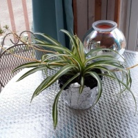 Spider plant with babies!