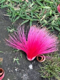 Not sure of the name but some call it the shaving brush