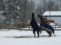 Dueling horses