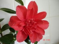 Camelia